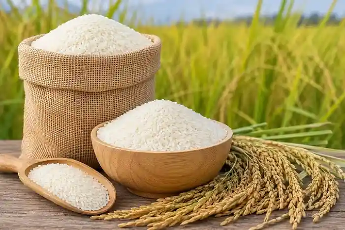 Bangkok Business News Thai Organic Jasmine Rice Faces EU Certificate Setback in Poland